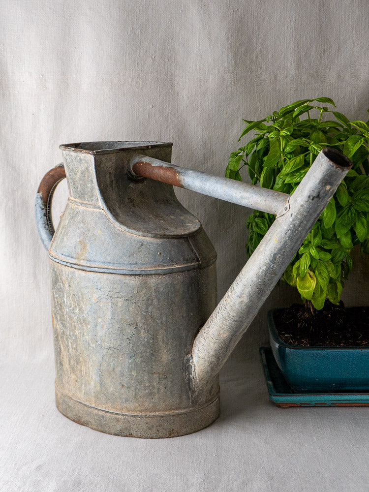 Large French zinc antique market garden watering can with long spout beside potted basil on light fabric.