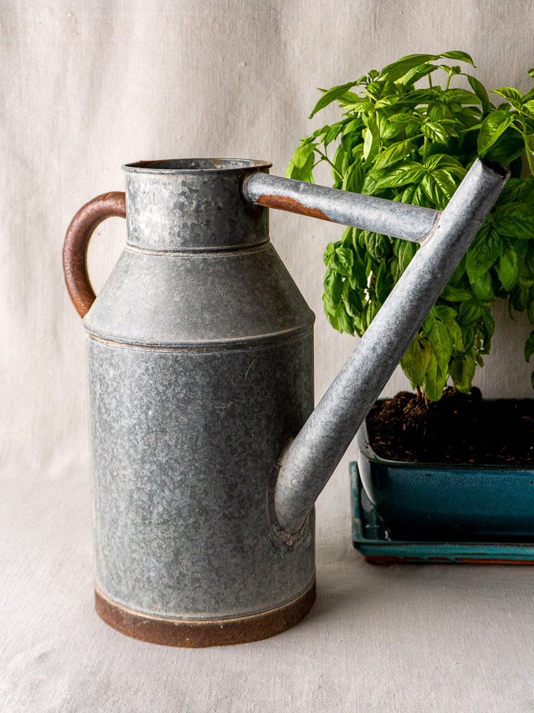 French galvanized zinc vintage watering can with aged handle and spout beside basil plant in pot.