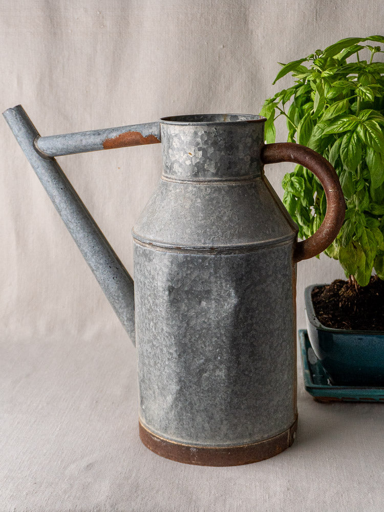 French galvanized zinc vintage watering can with weathered patina, rusted handle, and potted basil plant.